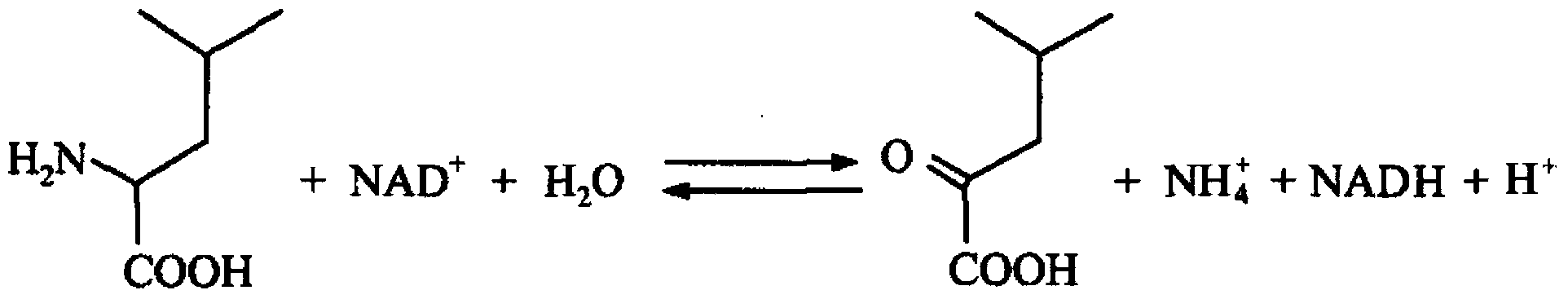 Protein, DNA molecule, conversion host containing DNA and method for production of L-valine by utilization of conversion host