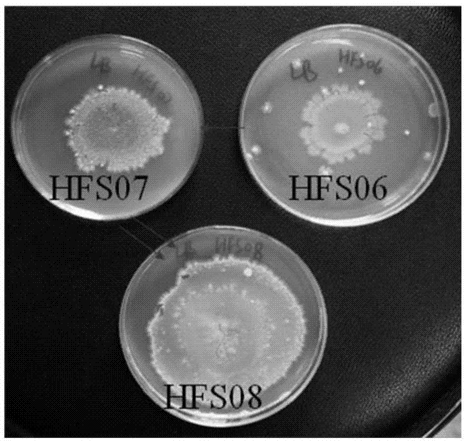 Super-high-temperature-resistant and alkali-resistant beta-mannase gene, amino acid sequence and application of beta-mannase gene