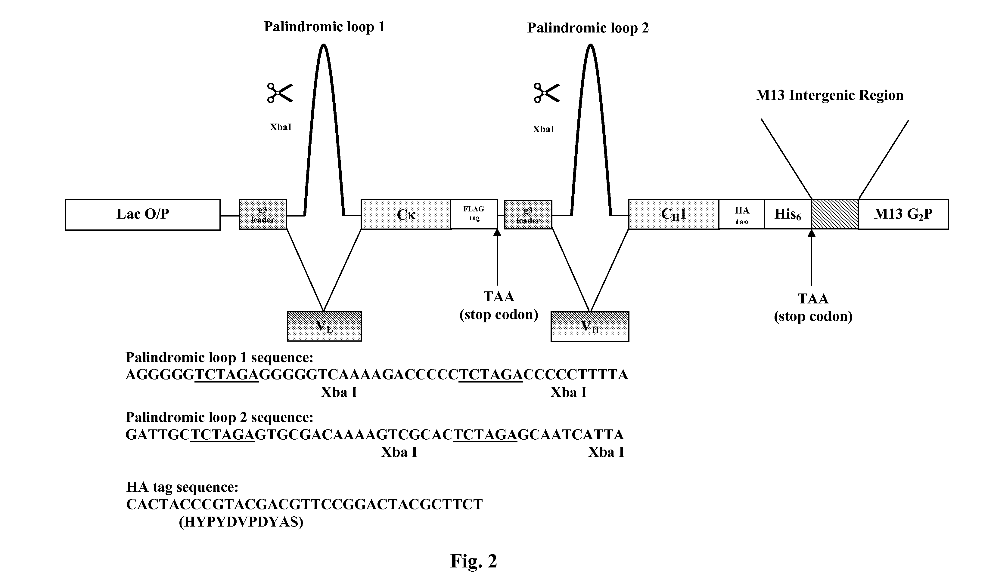 Framework-Shuffling Of Antibodies