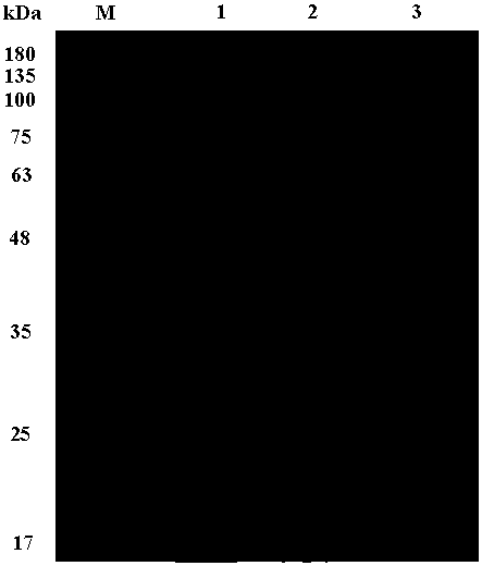 Preparation method and application of fish-derived galactose lectin CaGal recombinant protein