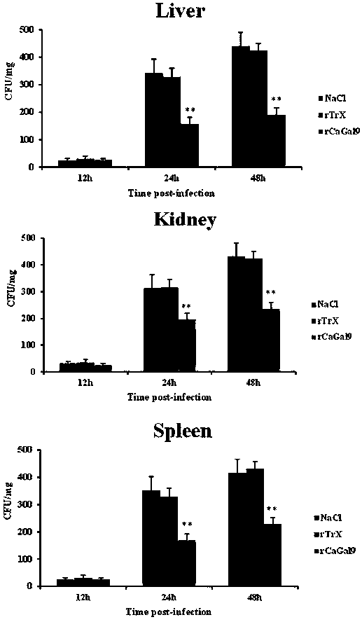 Preparation method and application of fish-derived galactose lectin CaGal recombinant protein