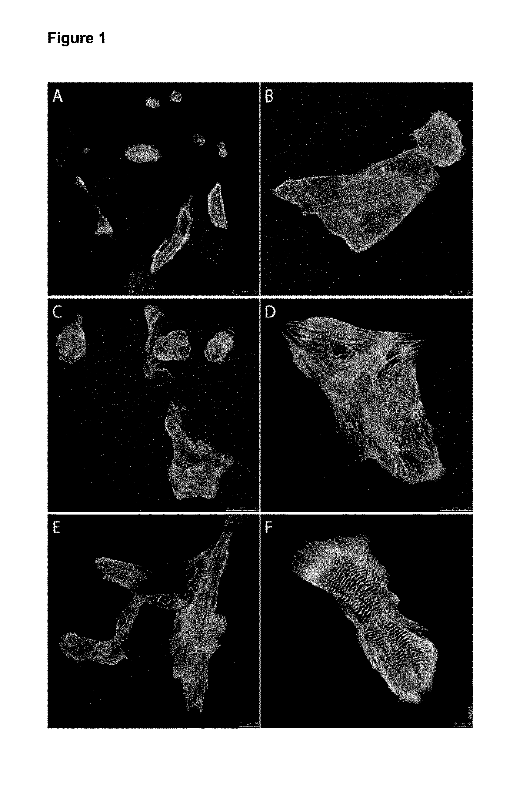 Culture medium composition for maturating cardiomyocytes derived from pluripotent mammalian stem cells