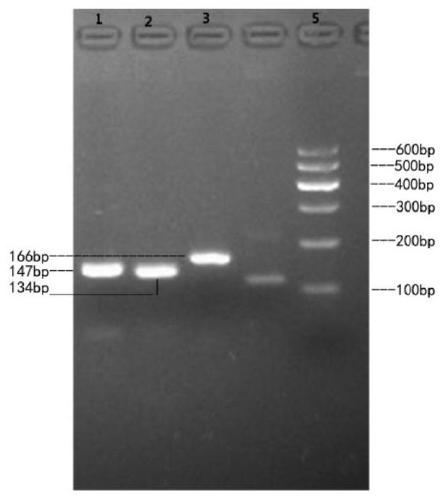 A method for detecting the cnv marker of Qinchuan cattle gbp2 gene and its application