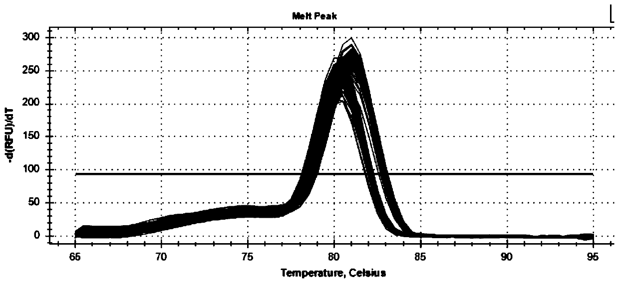 A method for detecting the cnv marker of Qinchuan cattle gbp2 gene and its application