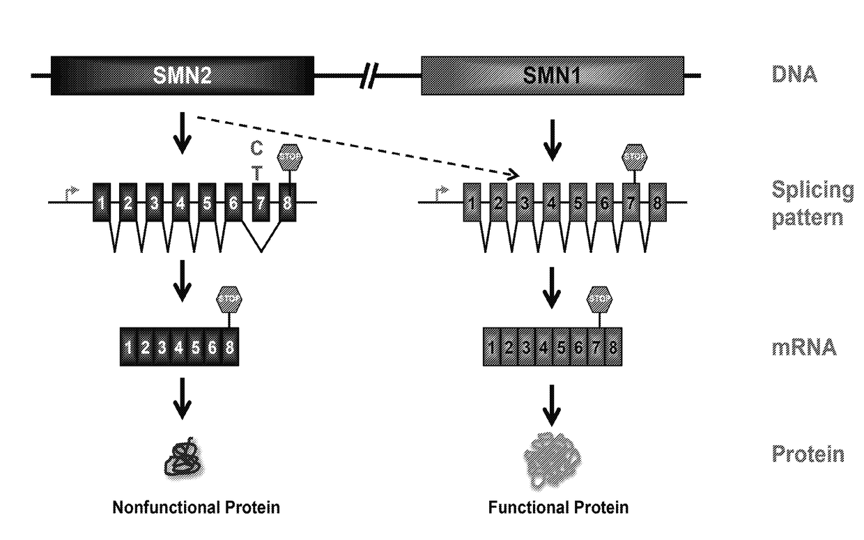 Compositions for increasing survival of motor neuron protein (SMN) levels in target cells and methods of use thereof for the treatment of spinal muscular atrophy