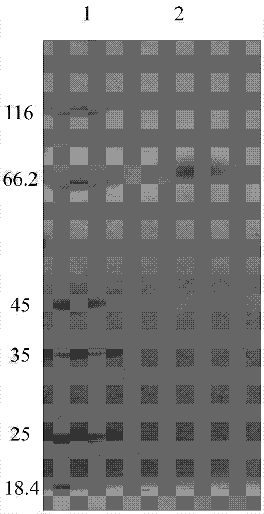 Novel heat-resistant dual-function glucoside hydrolase MtCel2 and encoding sequence and application thereof