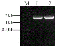 Novel paddy rice D-lactate dehydrogenase, coding gene and application thereof