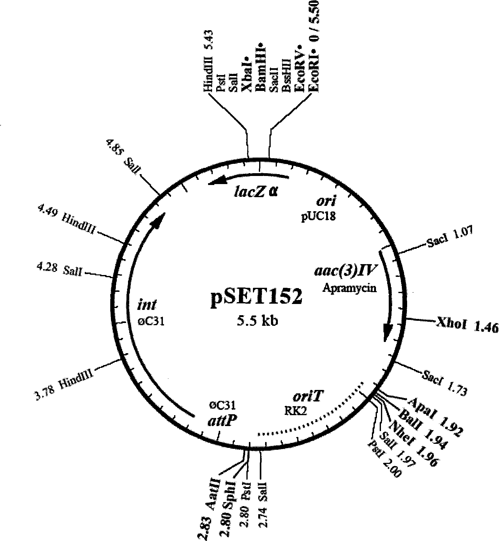 Streptomyces clavuligerus, as well as preparation method and application thereof