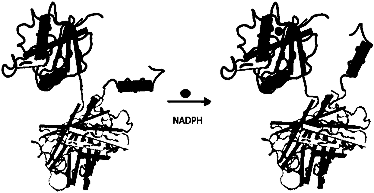 Gene-encoded nicotinamide adenine dinucleotide phosphate fluorescent probe and its preparation method and application