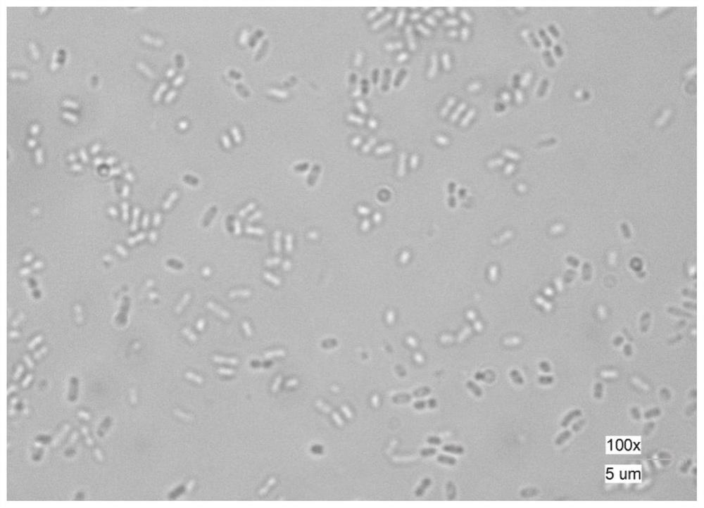 A salt-tolerant bacterium and its application