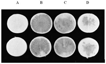 Quorum sensing signaling molecule degradation gene aidf, application thereof, catabolic enzyme AidF coded by quorum sensing signaling molecule degradation gene aidf and application of catabolic enzyme AidF