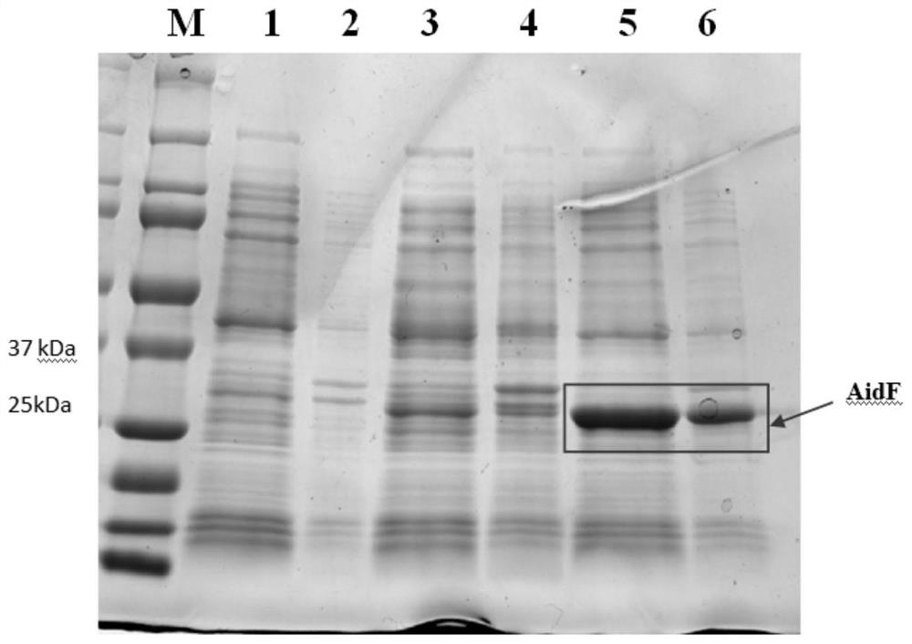 Quorum sensing signaling molecule degradation gene aidf, application thereof, catabolic enzyme AidF coded by quorum sensing signaling molecule degradation gene aidf and application of catabolic enzyme AidF