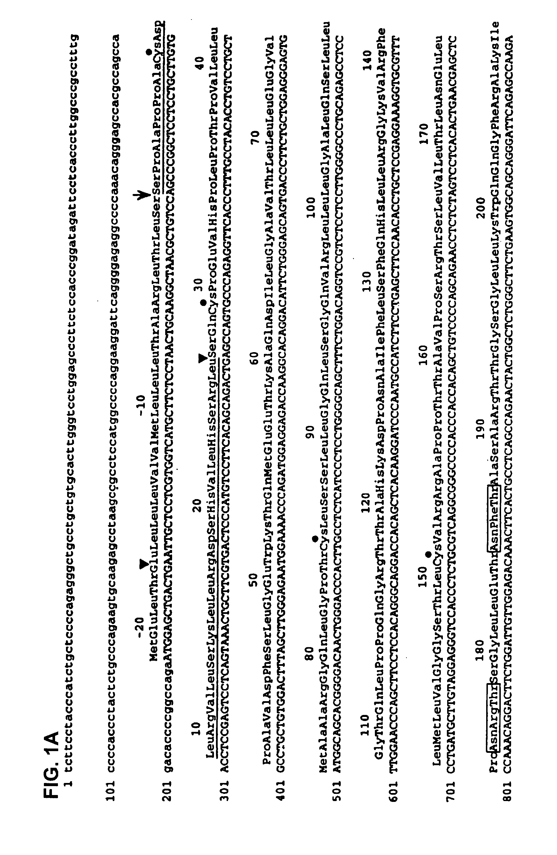 Nucleic acids encoding MPL ligand (thrombopoietin), variants, and fragments thereof