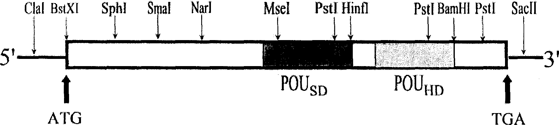 Homoeotic box gene 9Brn-1 from quail and its use