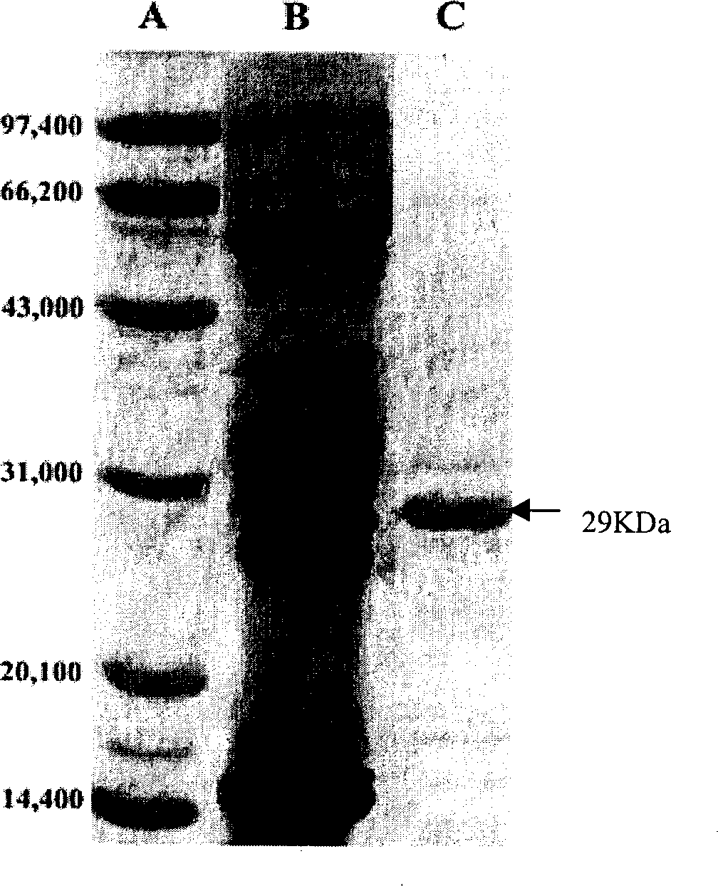 Homoeotic box gene 9Brn-1 from quail and its use