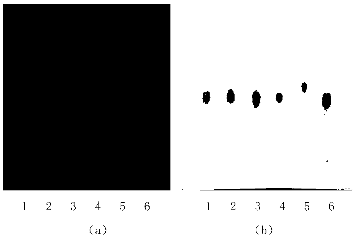 Detection method for discriminating baicalin and chlorogenic acid thin layer in compound honeysuckle flower particles