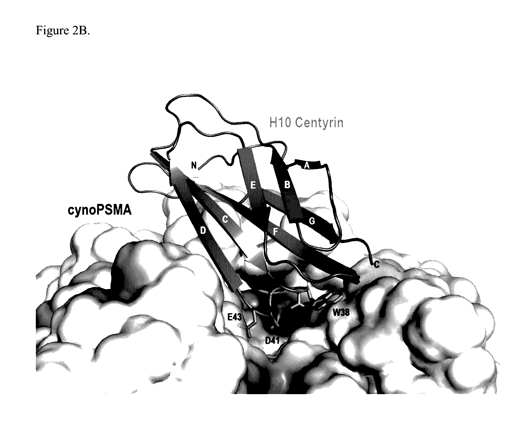 Prostate Specific Membrane Antigen Binding Fibronectin Type III Domains