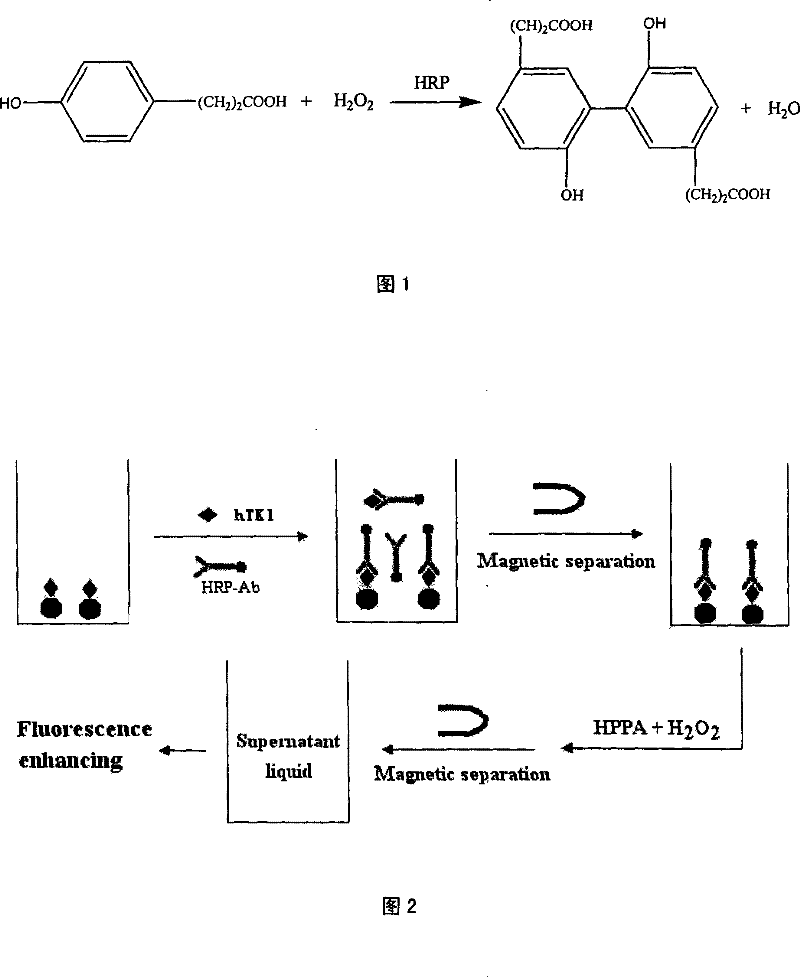 Novel method for analyzing human thymidine kinase fluorescence immune based on magnetic nanometer particular