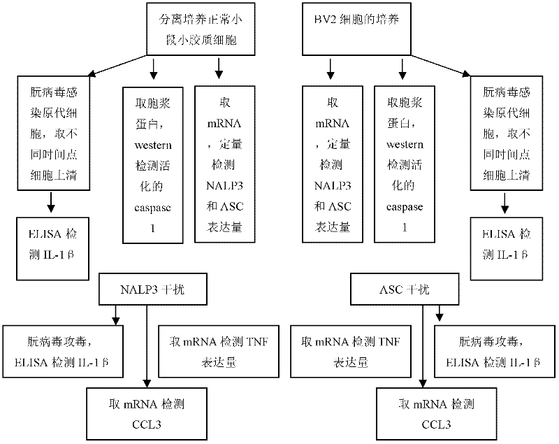 Application of NALP3-ASC inflammation complex and activator inhibitor thereof in terms of preparation of medicines for treating prion diseases