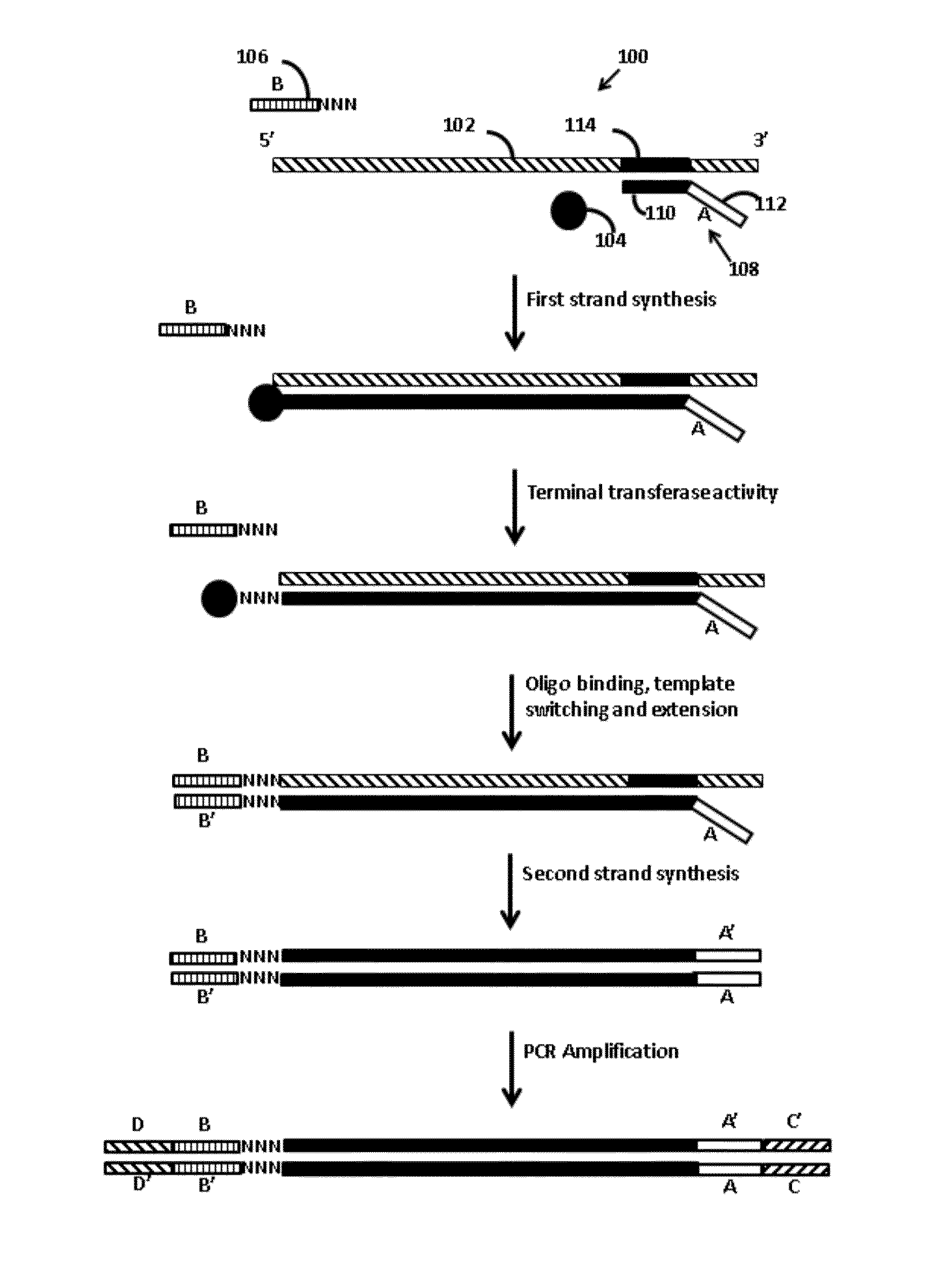 Methods for adding adapters to nucleic acids and compositions for practicing the same