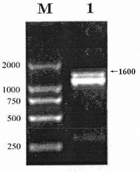 Pseudovirus based on Vasohibin gene and preparation method and application thereof