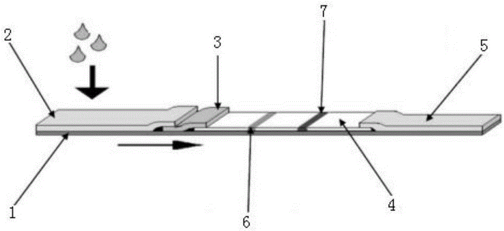 Colloidal gold test paper for detecting Asia I-type foot-and-mouth disease and preparation method of colloidal gold test paper