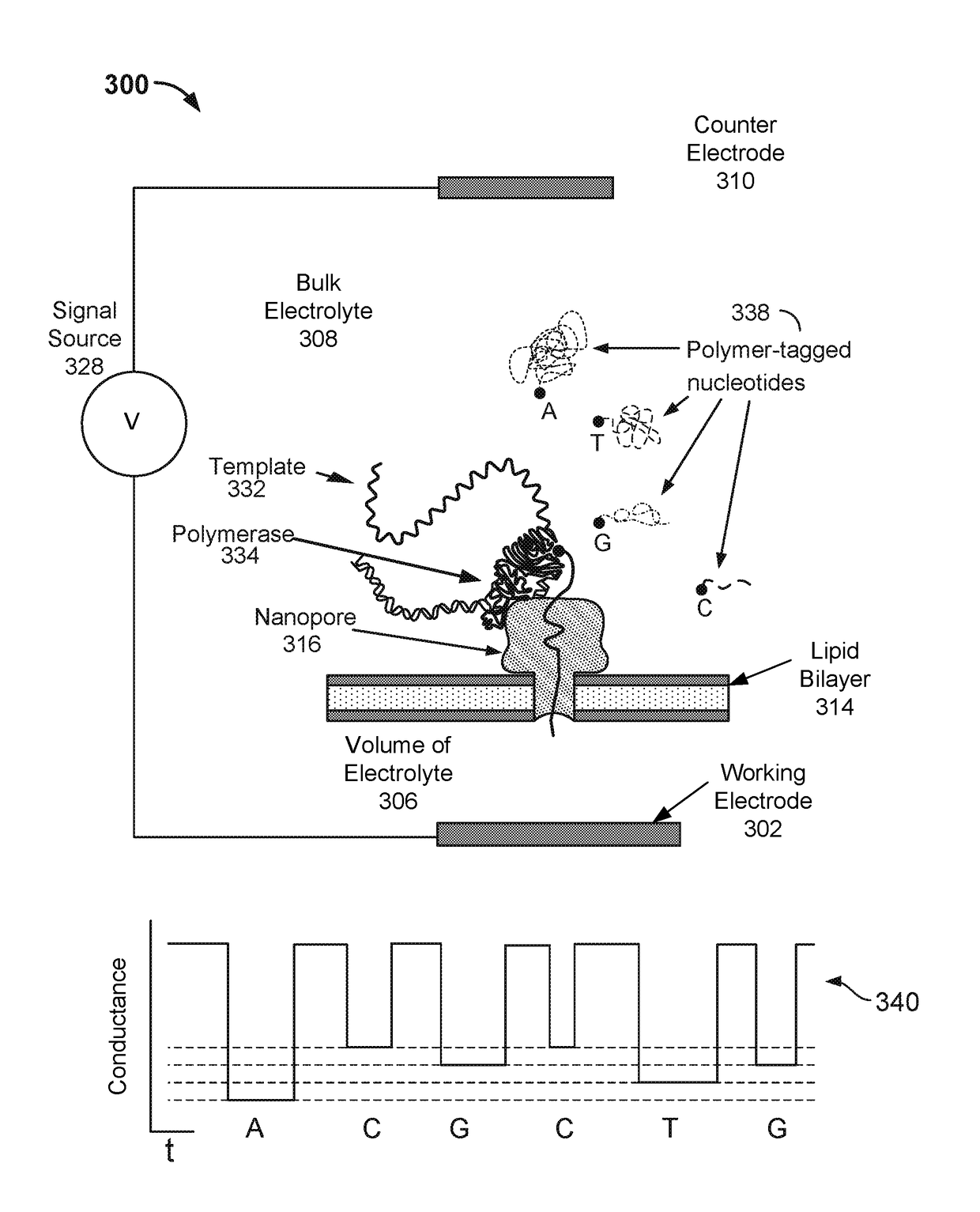 Formation and calibration of nanopore sequencing cells