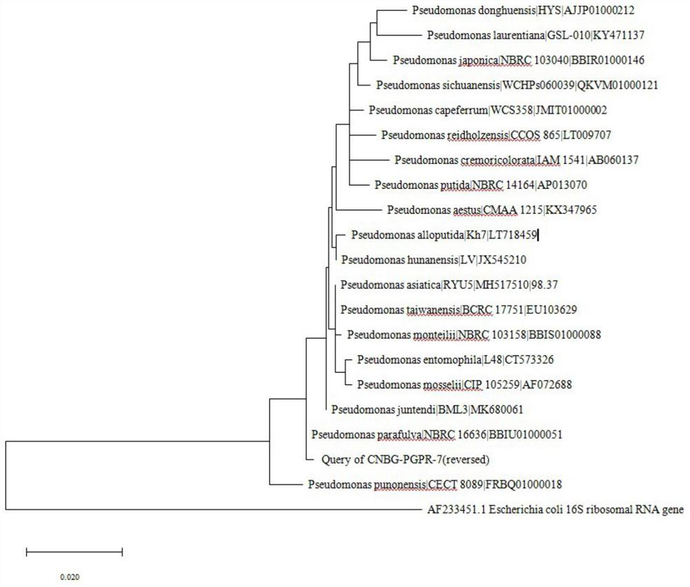 Pseudomonas parafulva and application thereof