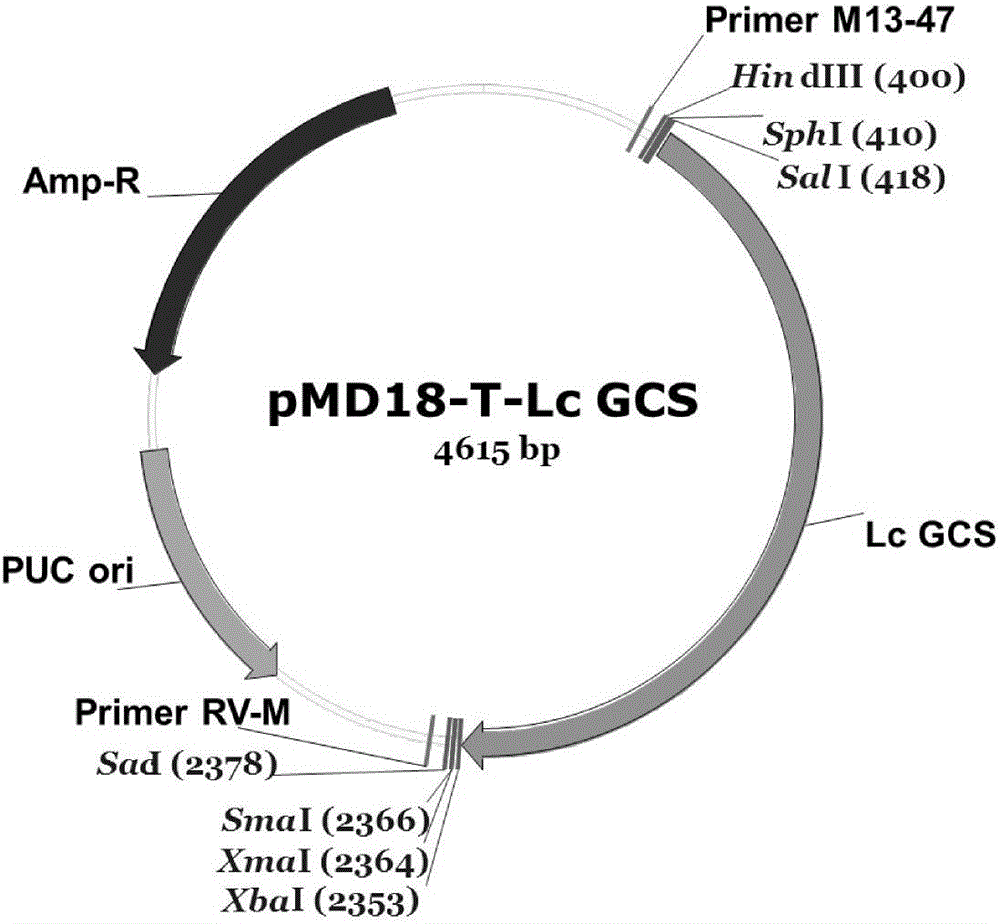 Wolfberry glutamyl cysteine synthetase and encoding gene and application