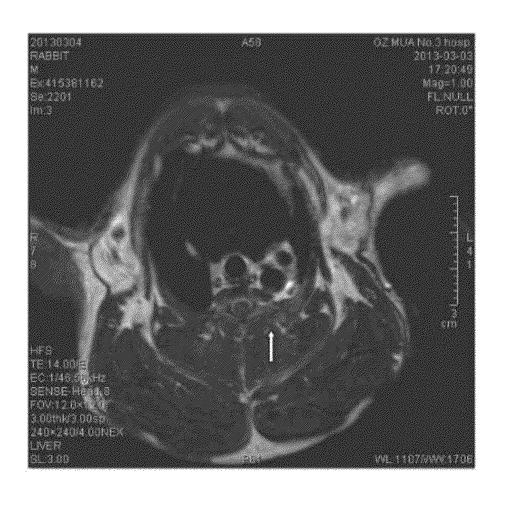 Targeting aptamer for atherosclerosis and preparation method and application thereof