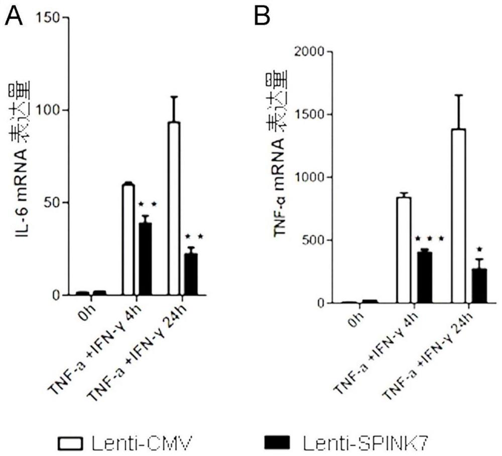 Application of protein SPINK7 in preparation of medicine for promoting healing of excessive-inflammation wounded area