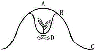 A tobacco cultivation method combining semi-dry bed seedling raising with warm hole transplanting