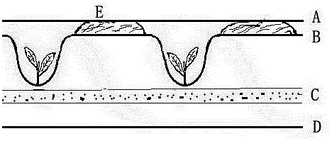 A tobacco cultivation method combining semi-dry bed seedling raising with warm hole transplanting