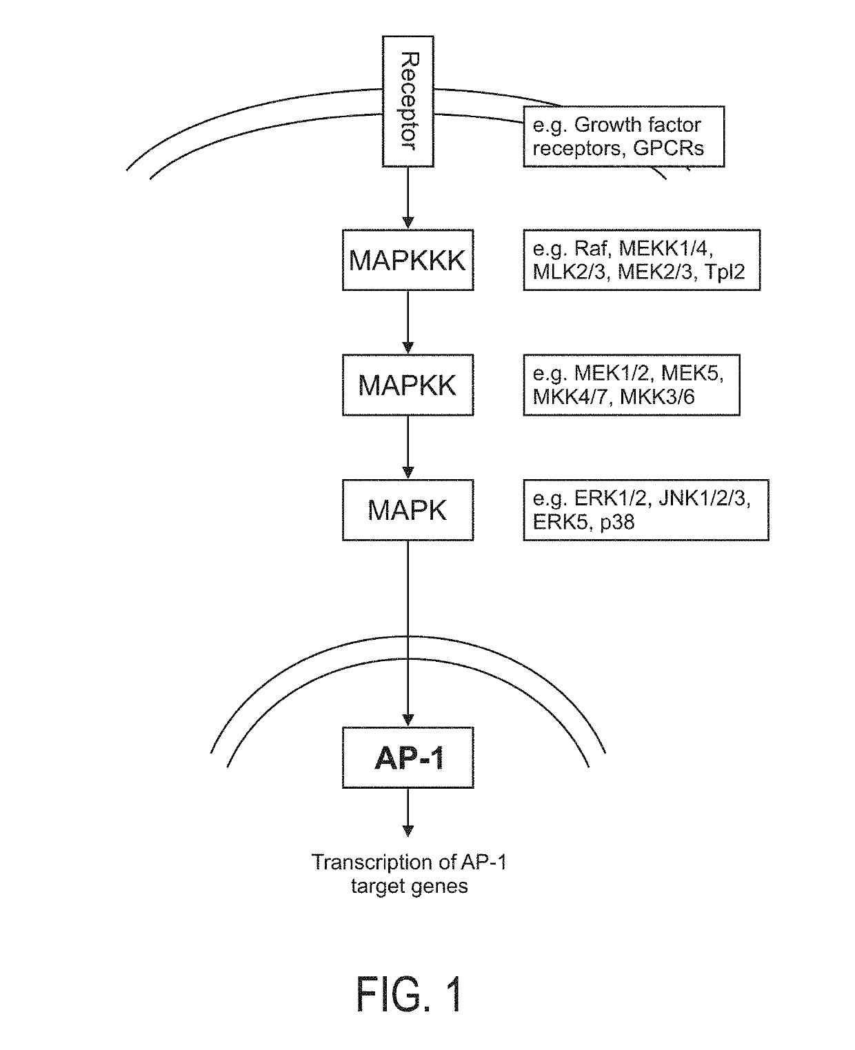 Determination of mapk-ap-1 pathway activity using unique combination of target genes