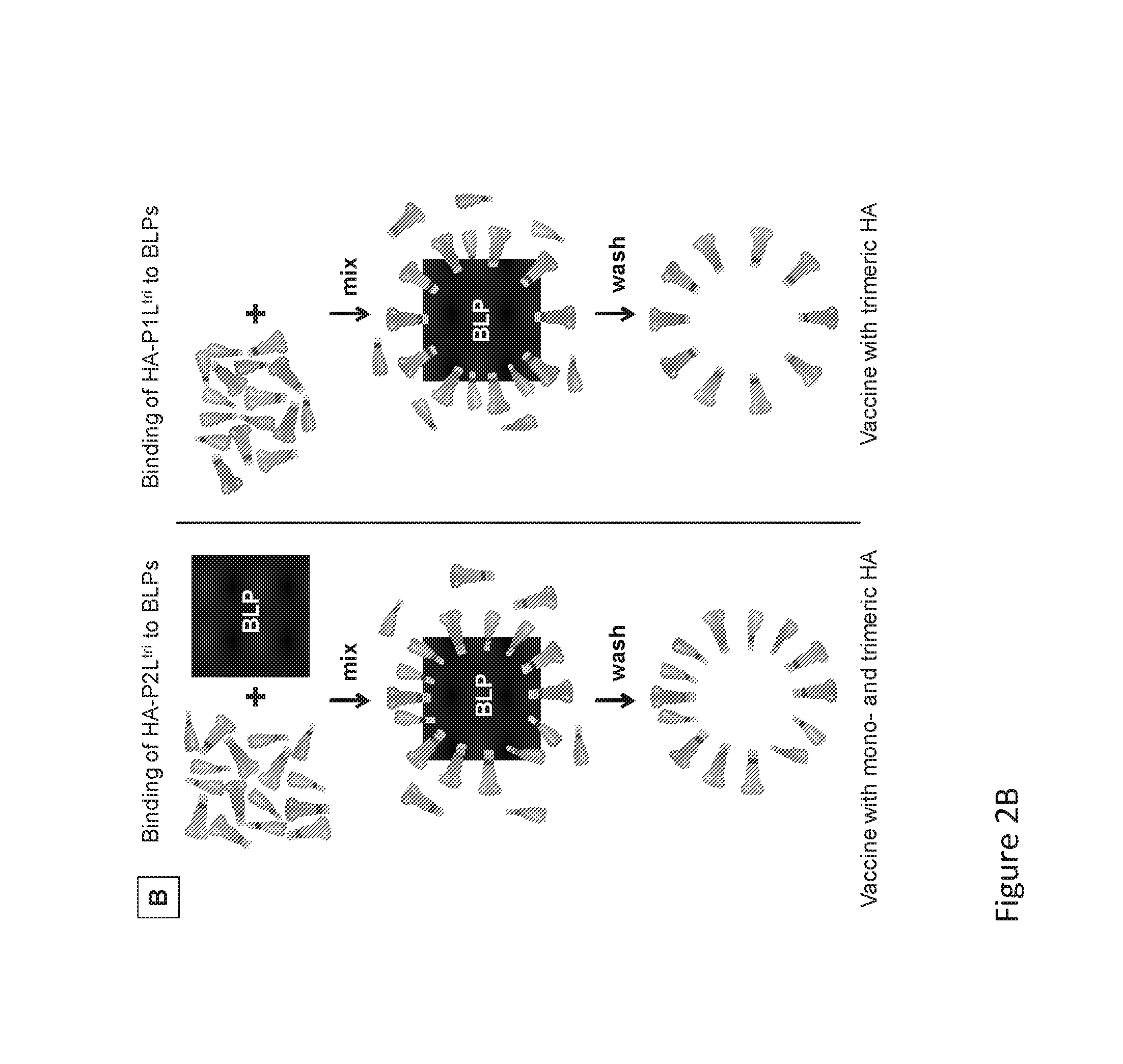 Immunogenic compositions in particulate form and methods for producing the same