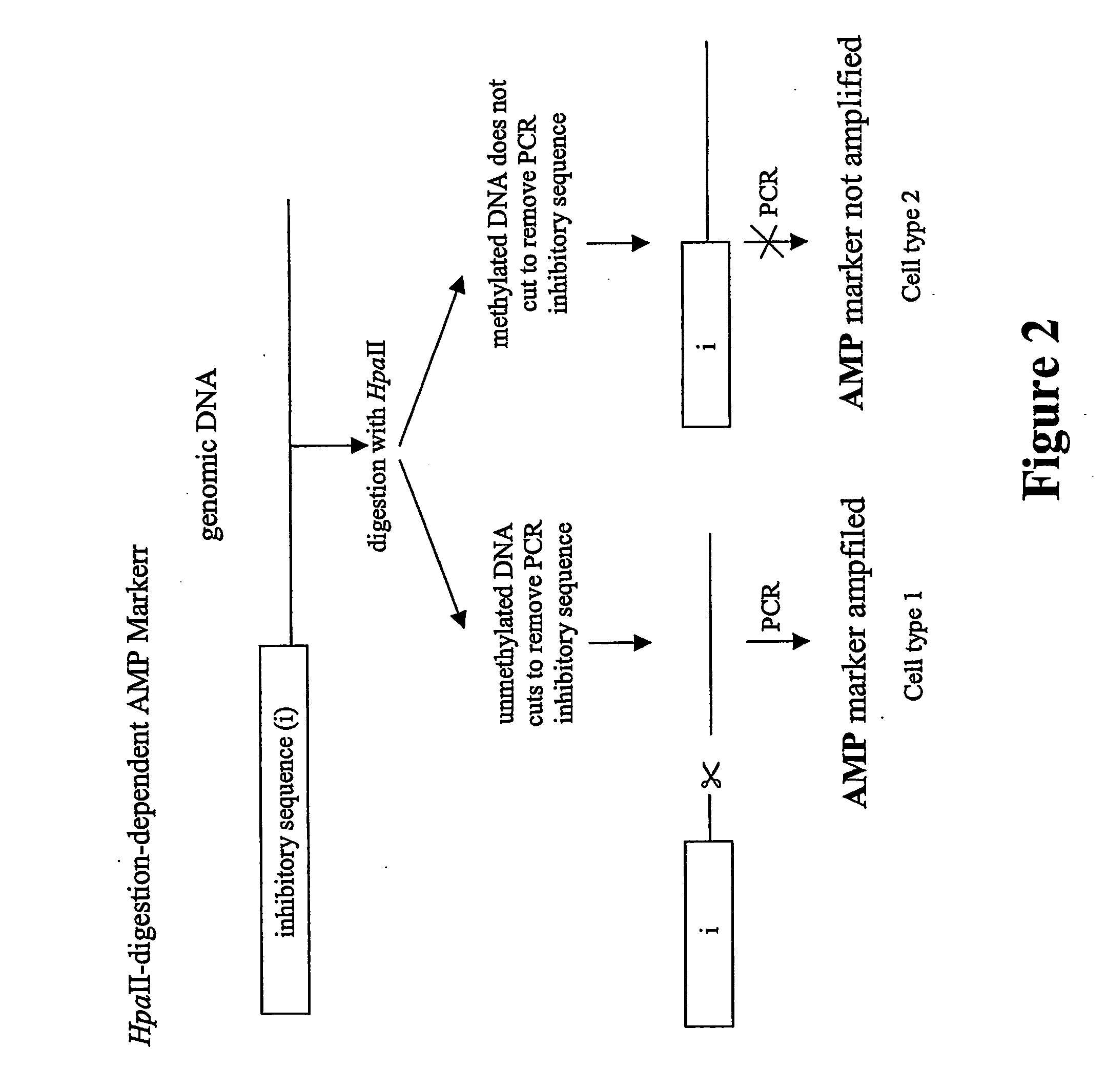 Detection of dna methylation