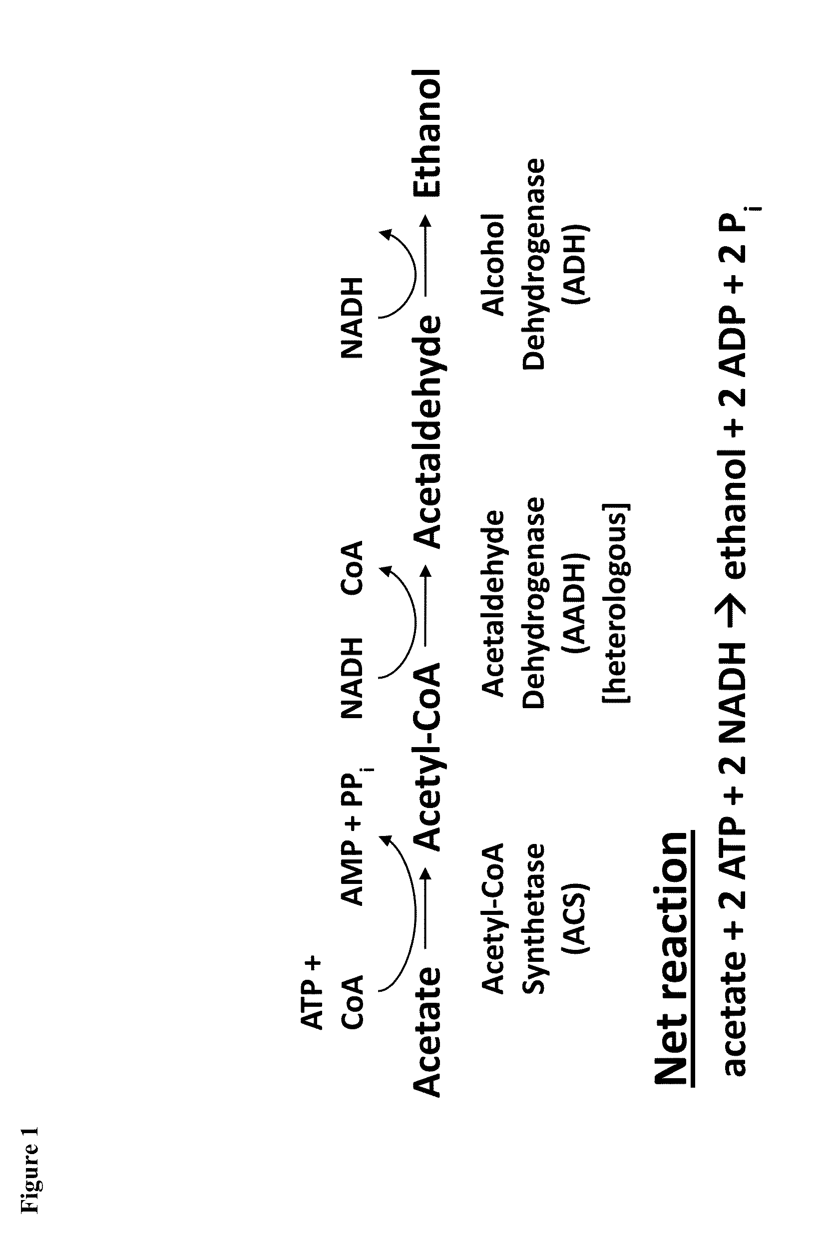 Method for Acetate Consumption During Ethanolic Fermentaion of Cellulosic Feedstocks