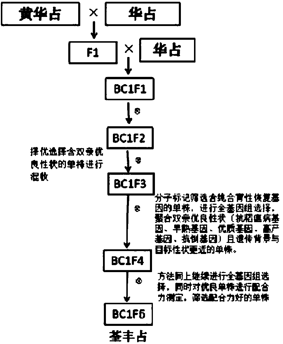 Method for selecting and breeding three-line rice restoring line by rice genomic technology rapidly and accurately