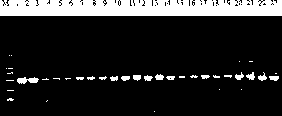 Black spot disease resisting candidate gene sequence of dowing grape as one of China vitis wild species and use