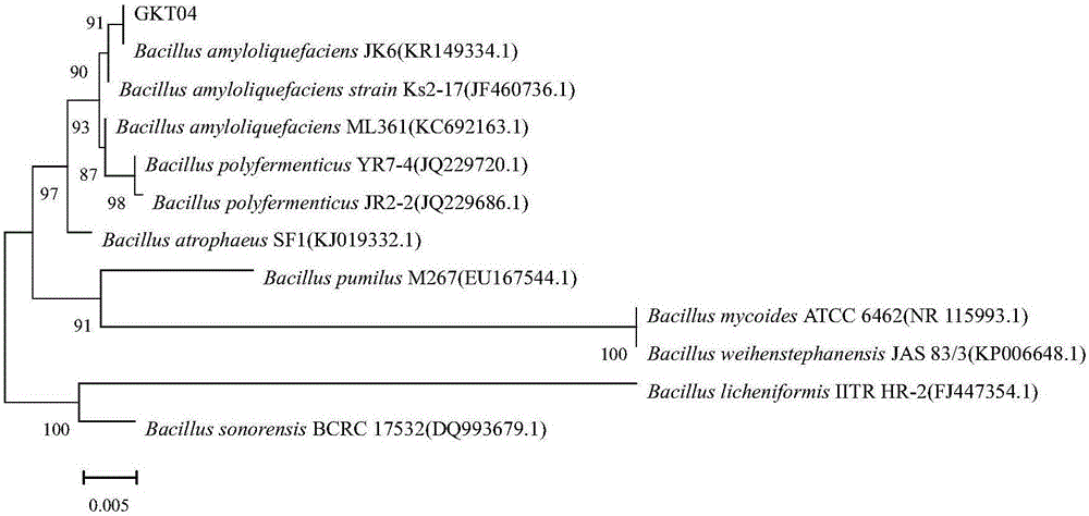 Bacillus amyloliquefaciens strain and application thereof