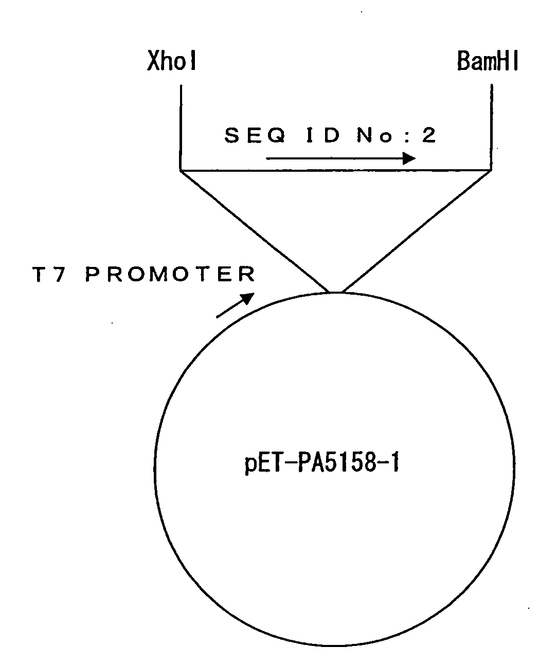 Pseudomonas Aeruginosa Outer Membrane Protein PA5158