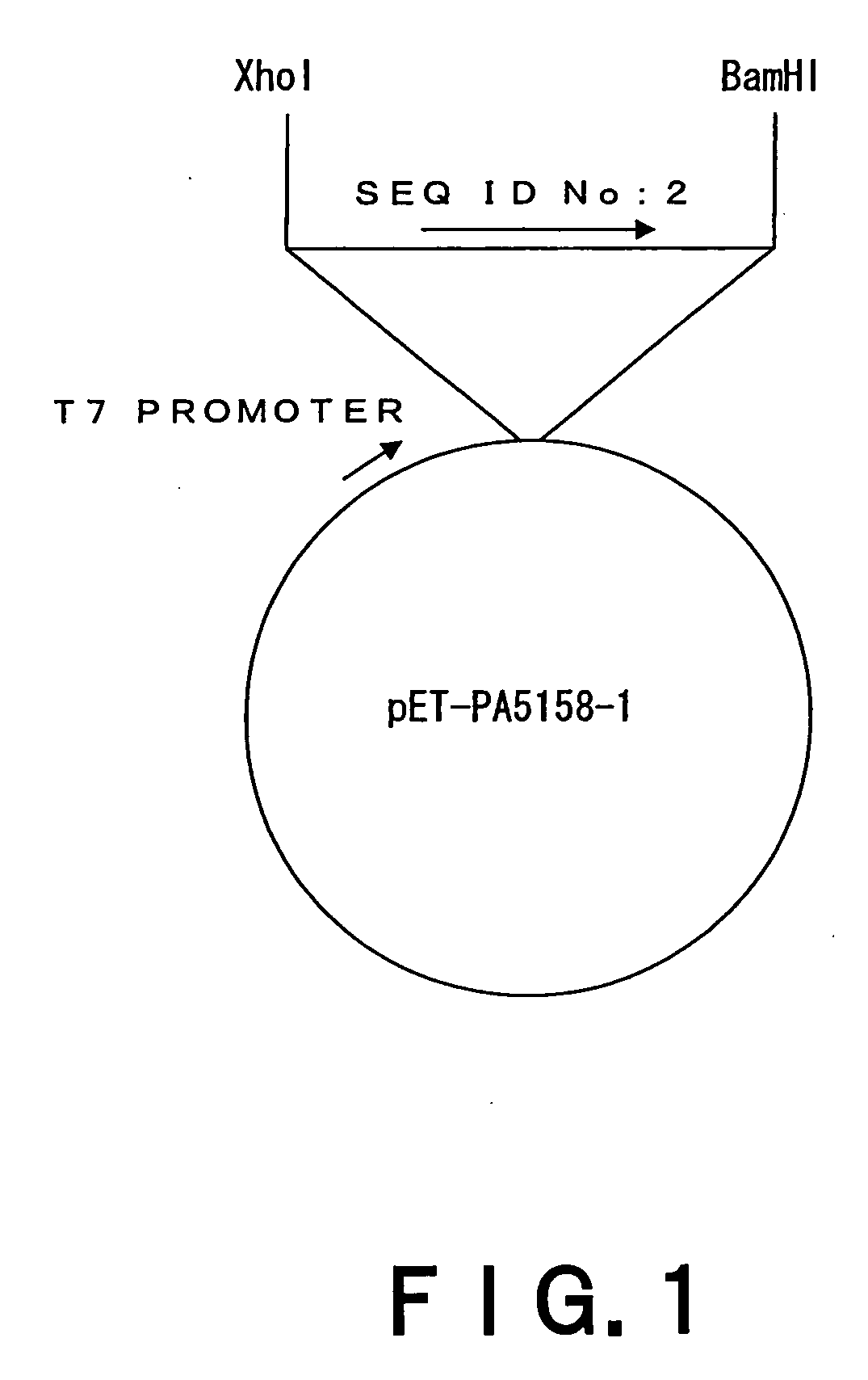 Pseudomonas Aeruginosa Outer Membrane Protein PA5158