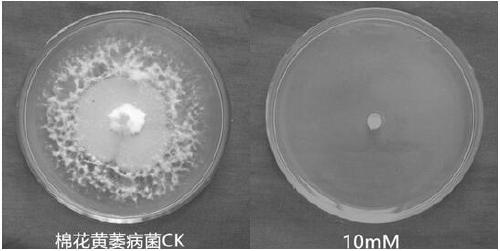 Use of 5-azacytidine in the preparation of a fungicide for preventing and treating plant diseases caused by plant pathogens