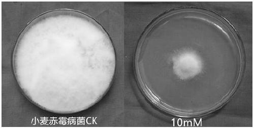 Use of 5-azacytidine in the preparation of a fungicide for preventing and treating plant diseases caused by plant pathogens