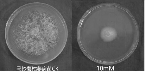 Use of 5-azacytidine in the preparation of a fungicide for preventing and treating plant diseases caused by plant pathogens