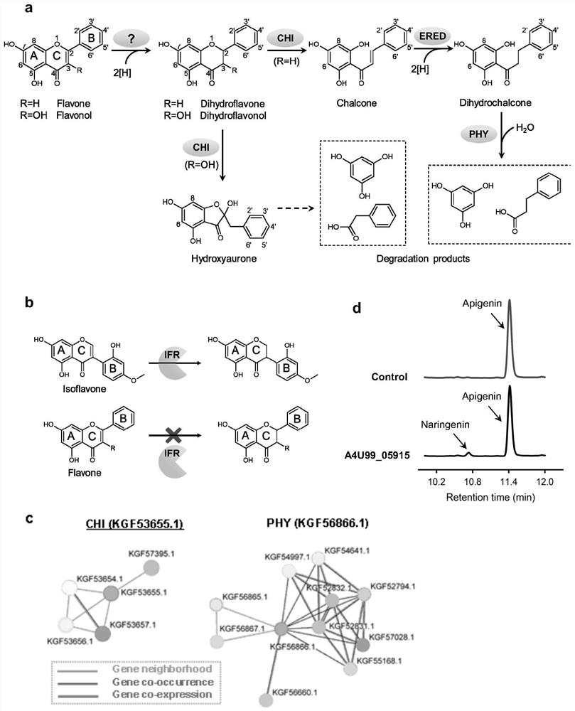 Novel flavone reductase and application thereof