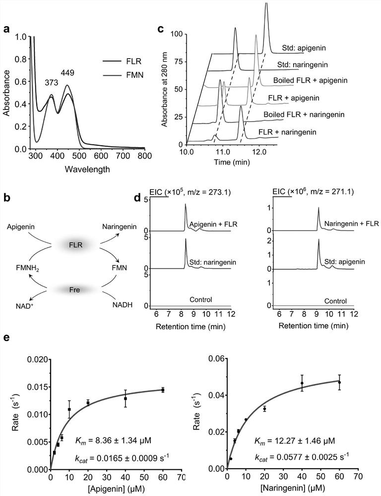 Novel flavone reductase and application thereof