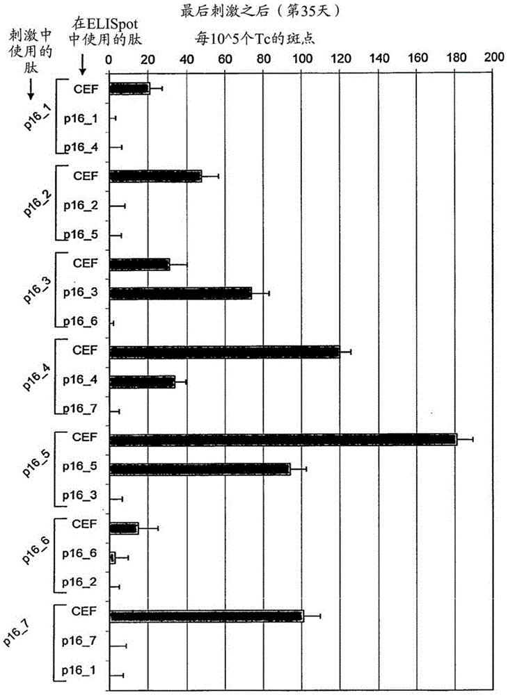 P16INK4A derived peptides for prophylaxis and therapy of HPV-associated tumors and other p16 expressing tumors