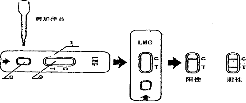 Concealed malachite green gold mark detection test paper box and method for making same