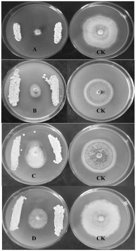 Streptomyces tubercidicus strain and application thereof